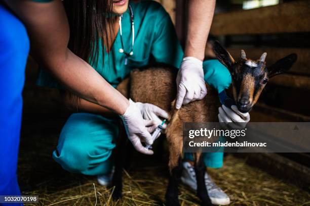 mann und frau tierärzte auf einem großen ziegenhof überprüfen die gesundheit der ziege. - nutztier stock-fotos und bilder