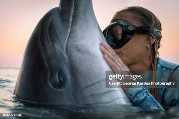 freediver interacts with wild solitary bottlenose dolphin dusty, doolin, clare, ireland - animals kissing stockfoto's en -beelden