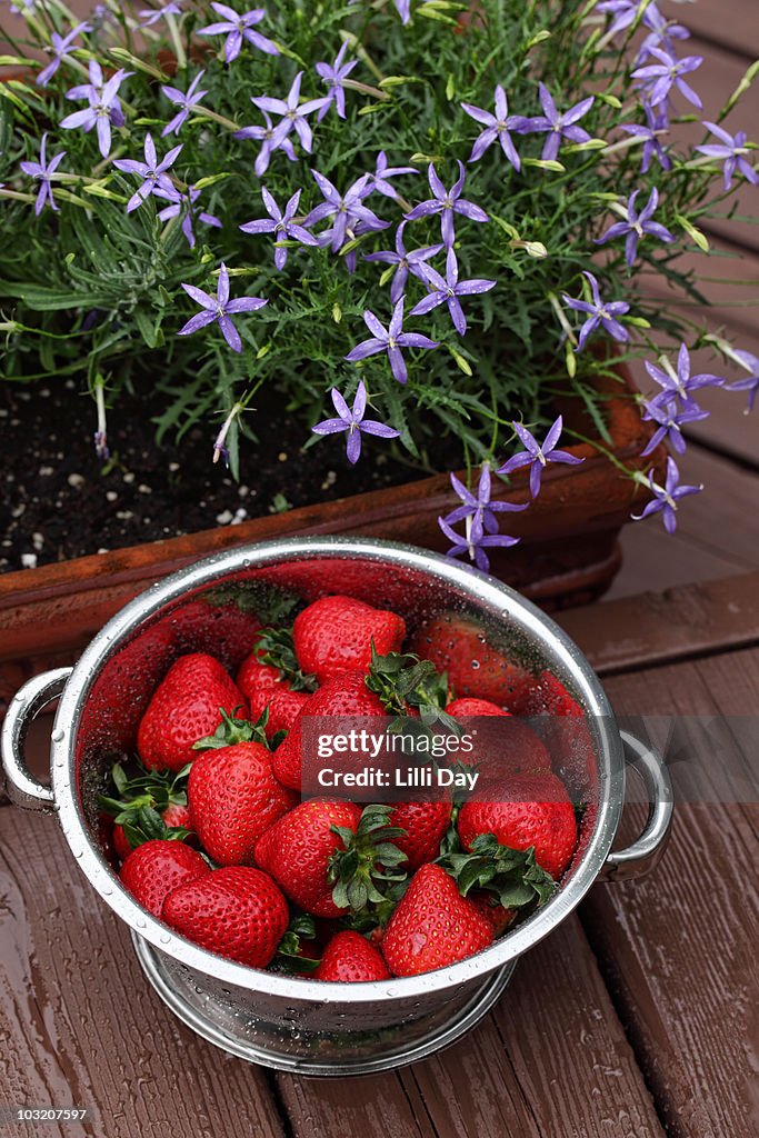 Washed Strawberries and Flowers
