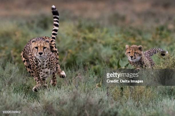 a female cheetah (acinonyx jubatus) and its cub running, ndutu, ngorongoro conservation area, serengeti, tanzania - ngorongoro conservation area stock pictures, royalty-free photos & images