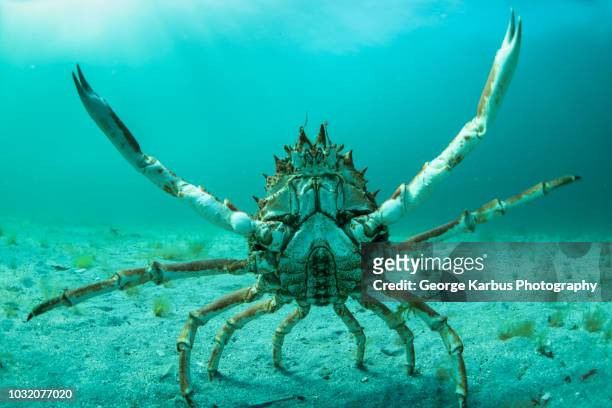 spider crab in fighting pose, inishmore, aran islands, ireland - crab stock pictures, royalty-free photos & images