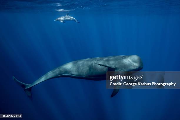 pilot whale with atlantic spotted dolphin, south of tenerife - ballena fotografías e imágenes de stock