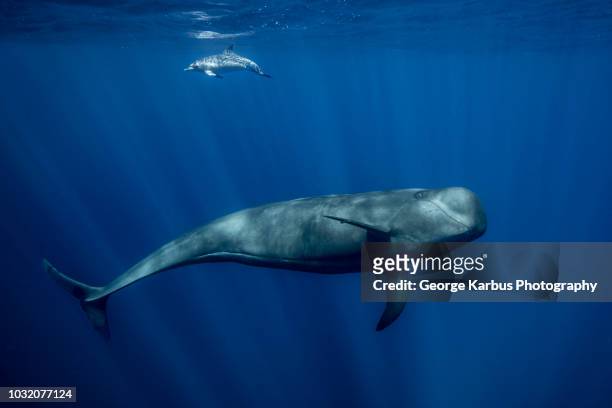 pilot whale with atlantic spotted dolphin, south of tenerife - images of whale underwater stock pictures, royalty-free photos & images