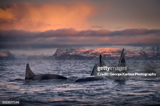 orcas, killer whales, skjervøy, troms, norway - killer whale stock-fotos und bilder