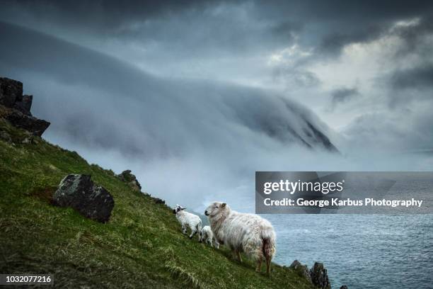 sheep and floating sea fog, blasket islands, great blasket, ireland - county kerry stock pictures, royalty-free photos & images