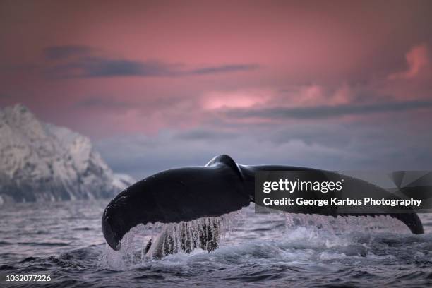 humpback whale diving, skjervøy, troms, norway - cetacea stock-fotos und bilder