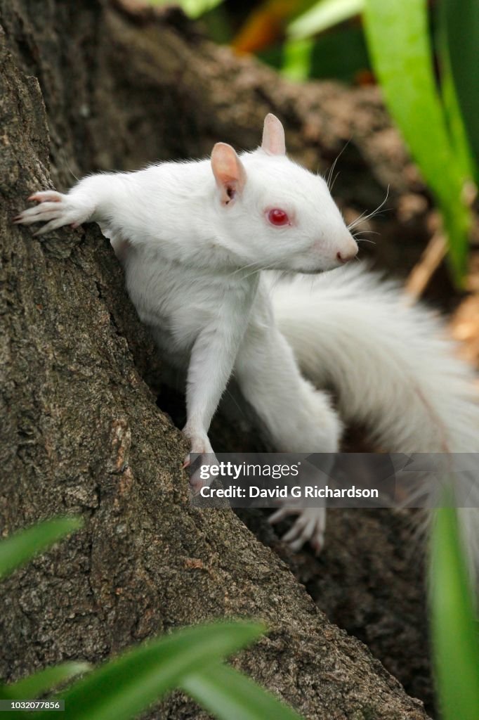 A true albino squirrel photographed climbing a tree in Companies Garden in Cape Town, Western Cape Province, South Africa.