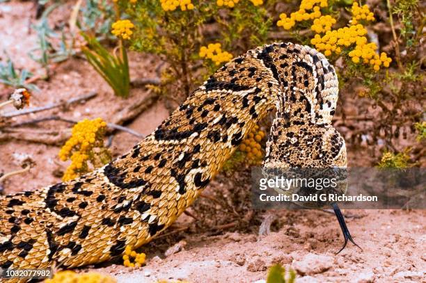 puff adder, bitis arietans, photographed in the west coast national park, western cape province, south africa. - bitis arietans stock pictures, royalty-free photos & images