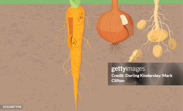 root vegetables - potato skins stock illustrations