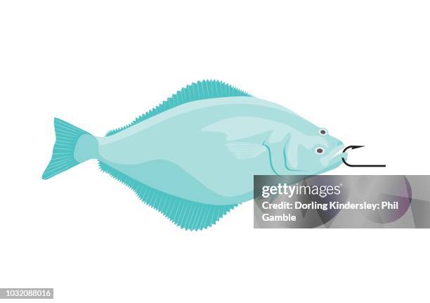 fish - halibut stock illustrations