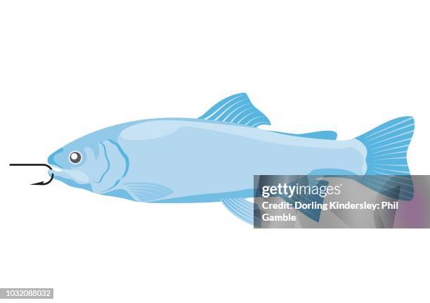 fish - trout stock illustrations