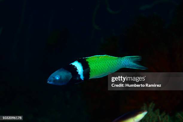 Blue Head Rass 48 Bluehead Wrasse Stock Photos, High-Res Pictures, and Images - Getty ...