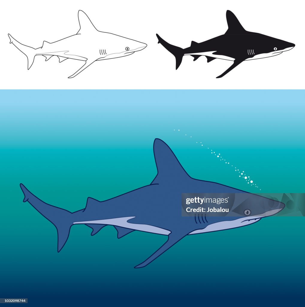 Young Bull Shark Clip Art