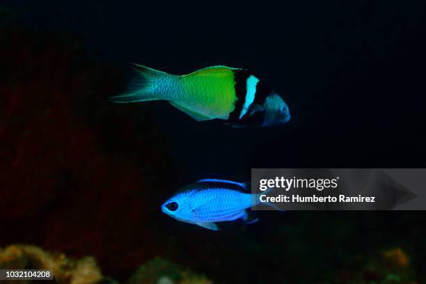 Blue Head Rass 48 Bluehead Wrasse Stock Photos, High-Res Pictures, and Images - Getty ...