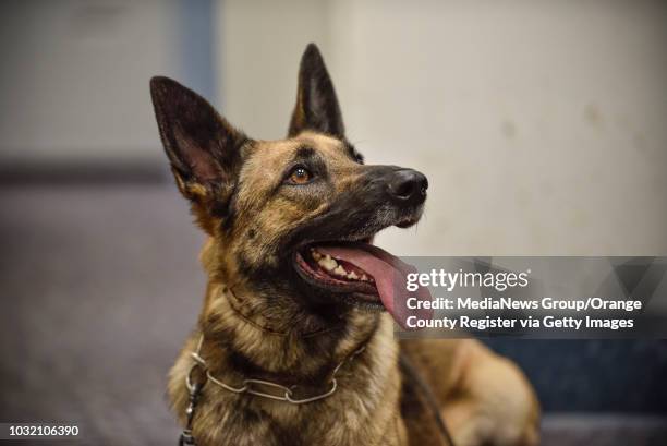 Mercy, a 3 year old Belgian Malinois/German Shepherd mix, waits for her partner, Orange County Sheriff Deputy Jennifer Cole, as they prepare to...