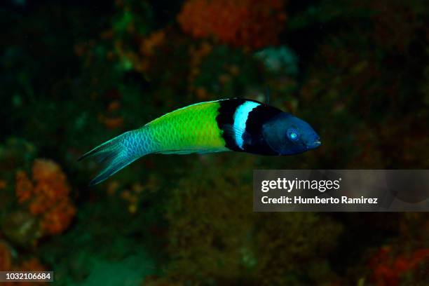 bluehead. - wrasses stock pictures, royalty-free photos & images