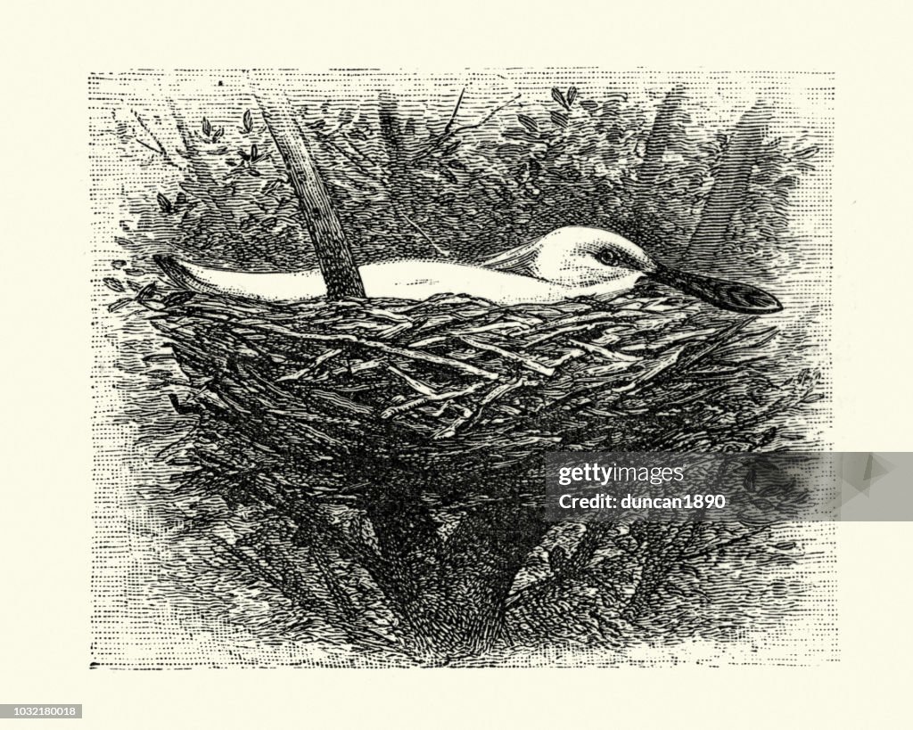 Birds, Eurasian spoonbill (Platalea leucorodia) in its nest
