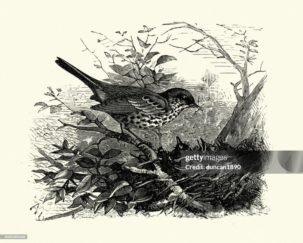 Birds, Mistle thrush (Turdus viscivorus) feeding its chicks in nest