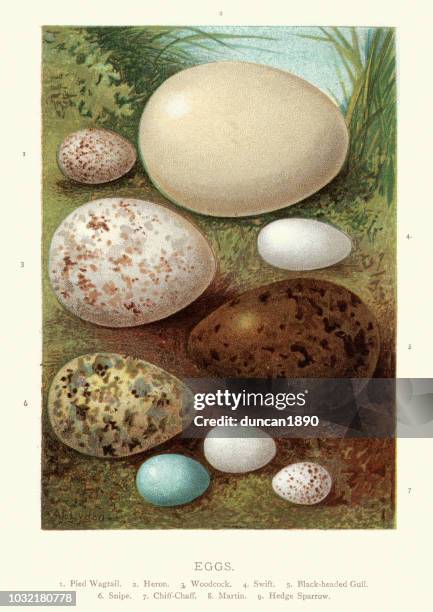birds eggs, wagtail, heron, woodcock, swift, gull, snipe chiff-chaff, martin - black headed gull stock illustrations