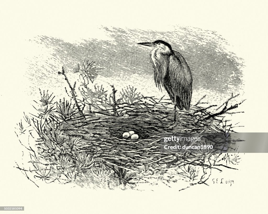 Birds, Grey heron, (Ardea cinerea) with nest and eggs