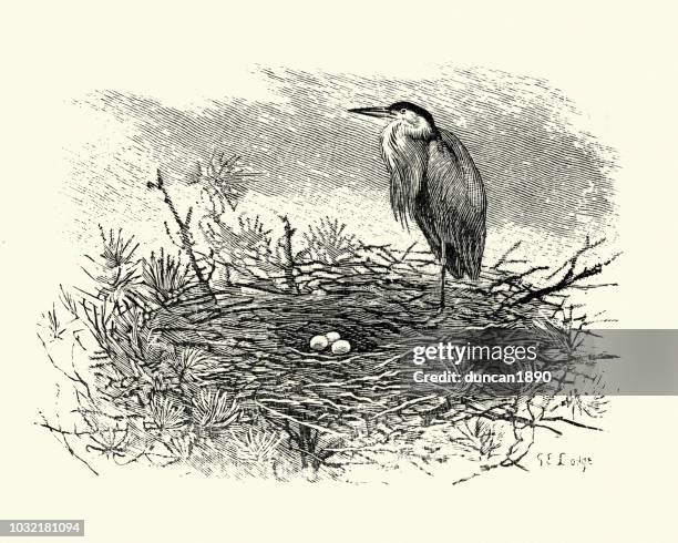 birds, grey heron, (ardea cinerea) with nest and eggs - gray heron stock illustrations