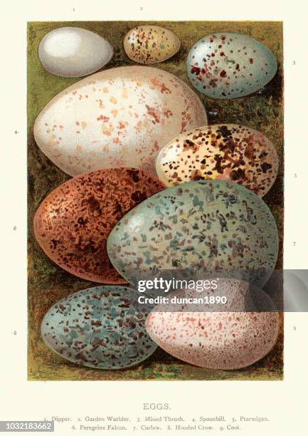 birds eggs, dipper, warbler, thrush, spoonbill, ptarmigan, falcon, curlew, crow - crow eggs stock illustrations