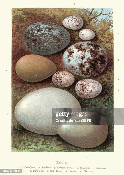 birds eggs, crow, swallow, hawk, blue tit, blackcap, partridge, duck - sparrowhawk stock illustrations