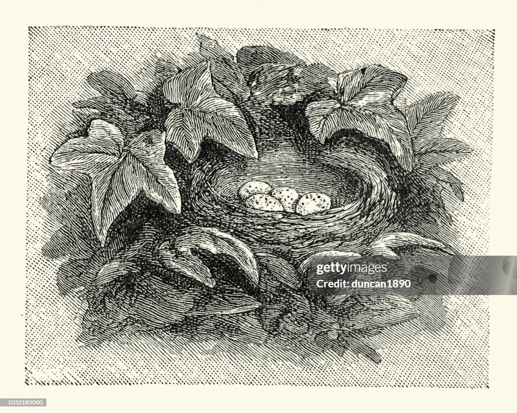 Birds, Nest and Eggs of White wagtail (Motacilla alba)