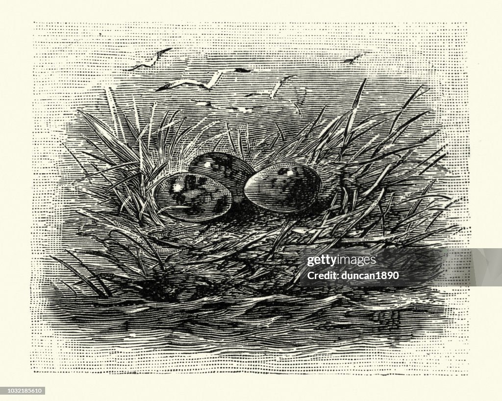 Birds, Nest and Eggs of black-headed gull (Chroicocephalus ridibundus)