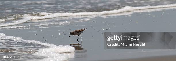 Sandpiper looks for sand fleas on the oil free beach at the end of Grand Isle State Park, Louisiana, on Monday, May 17, 2010.