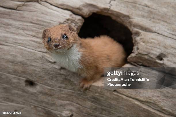 stoat in tree trunk - weasel stock pictures, royalty-free photos & images