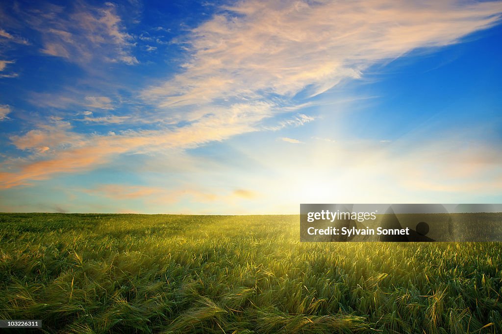 Sunset over a field