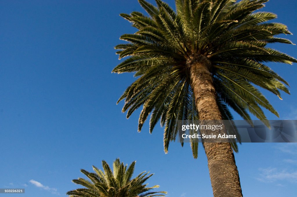 Palm trees against blue sky.