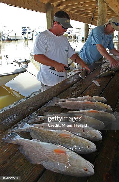 Captain Brandon Ballay cleans a mess of seatrout and red fish at the Venice Marina in Venice, Louisiana on Tuesday, May 18, 2010.