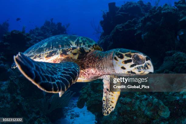 hawksbill sea turtle - hawksbill turtle stock pictures, royalty-free photos & images