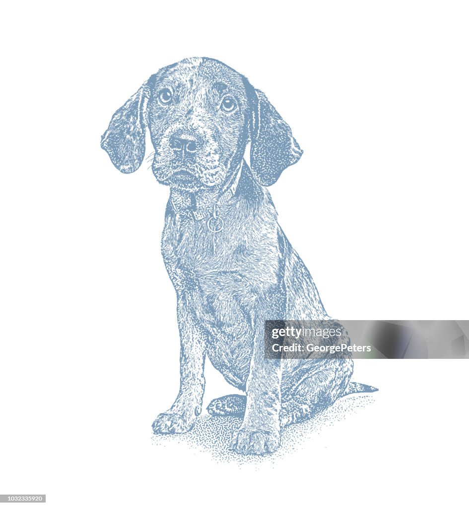 Catahoula Leopard Dog Puppy In Animal Shelter Waiting To Be Adopted  High-Res Vector Graphic - Getty Images