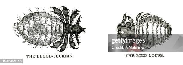 woodcut of blood-sucking and bird lice - louse stock illustrations