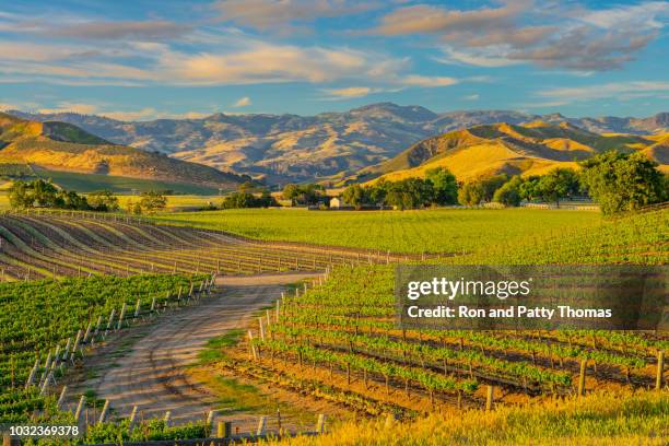 サンタ イネズ バレー サンタ ・ バーバラ、カリフォルニア州の春ぶどう畑 - サンタイネス ストックフォトと画像