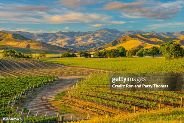 spring vineyard in the santa ynez valley santa barbara, ca - santa barbara imagens e fotografias de stock