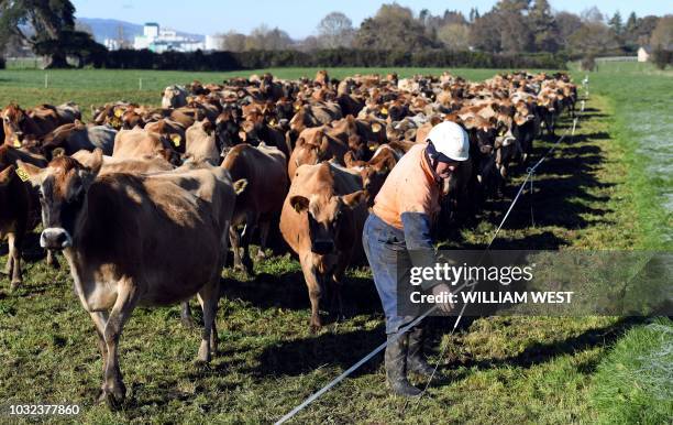 Photo taken on May 31, 2018 shows a farmer moving a herd of cows to fresh grass on a farm near Cambridge. - New Zealand's Fonterra, the world's...