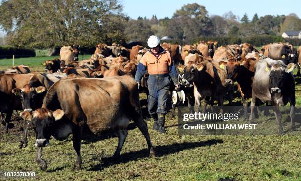 Photo taken on May 31, 2018 shows a farmer moving a herd of cows to fresh grass on a farm near Cambridge. - New Zealand's Fonterra, the world's...