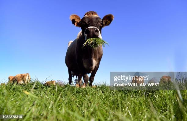 Photo taken on May 31, 2018 shows a cow eating grass on a dairy farm near Cambridge. New Zealand's Fonterra, the world's largest dairy cooperative,...