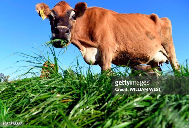 Photo taken on May 31, 2018 shows a cow eating grass on a dairy farm near Cambridge. - New Zealand's Fonterra, the world's largest dairy cooperative,...
