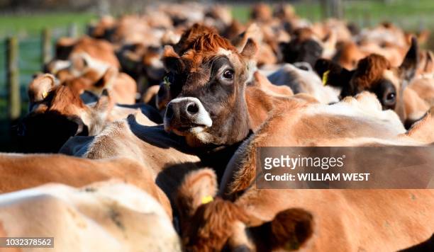 Photo taken on May 31, 2018 shows cows being moved to a new paddock on a dairy farm near Cambridge. - New Zealand's Fonterra, the world's largest...