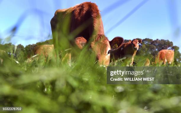 Photo taken on May 30, 2018 shows a young heifer grazing in a paddock on a dairy farm near Cambridge. - New Zealand's Fonterra, the world's largest...