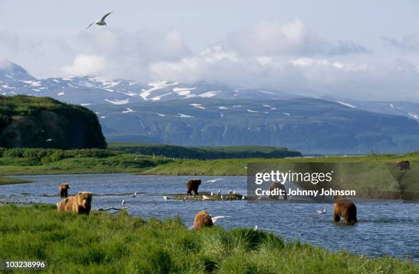 brown bears fishing for salmon - brown bear stock pictures, royalty-free photos & images