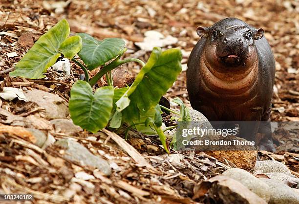 Kambiri, a baby pygmy hippo calf, explores her den at the Taronga Zoo on August 5, 2010 in Sydney, Australia. The hippo calf is the first to be...