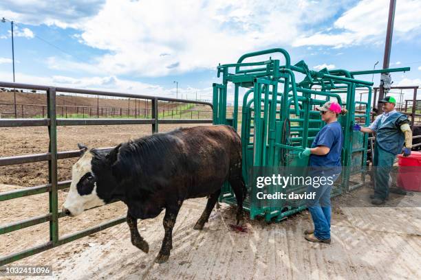 kuh aus angezwinkert rinder nach tierarzt prüfung entlassen wurden - fences screening stock-fotos und bilder