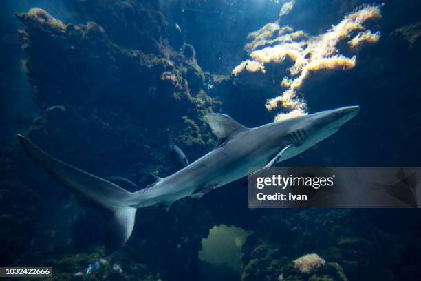 underwater shot of swimming sharks - rebels v sharks stock-fotos und bilder