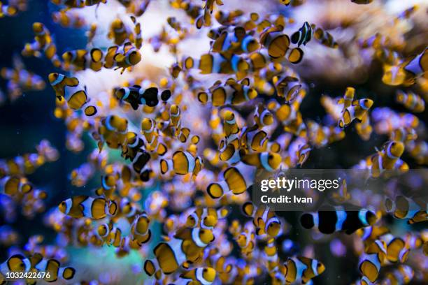 group of clownfish - acropora sp stock pictures, royalty-free photos & images
